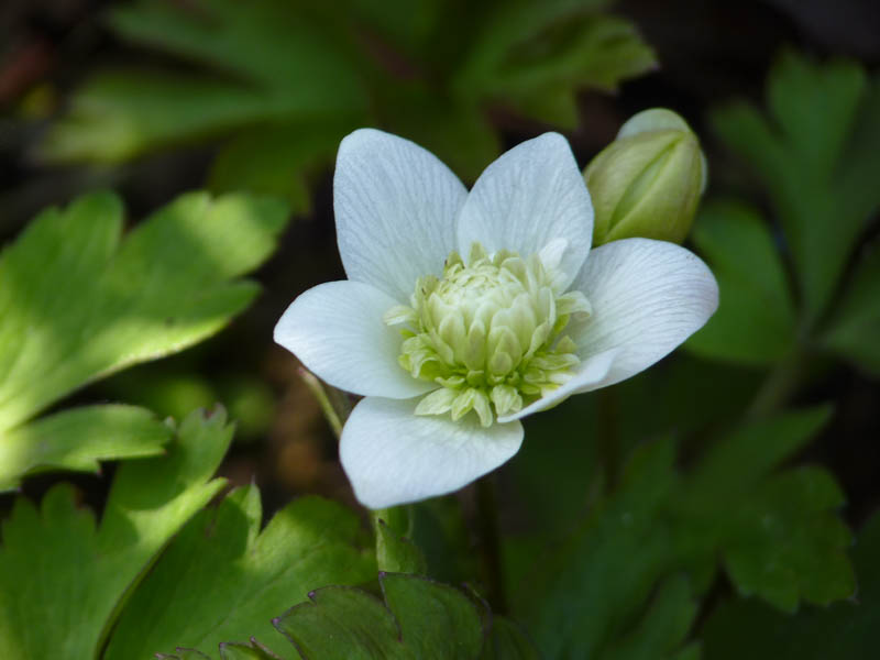 Anemone nemorosa 'Vestal'